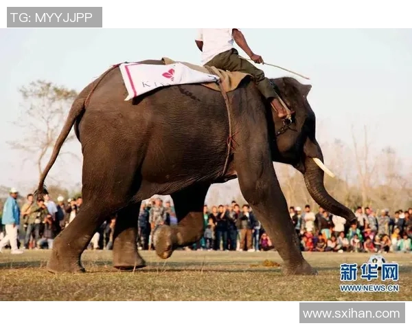 动物与足球明星的奇妙邂逅揭示了运动与自然的和谐共生之美